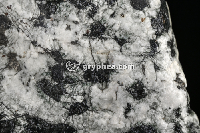 Gabbro - détail (Massif du Chenaillet, Alpes) - gryphea.com